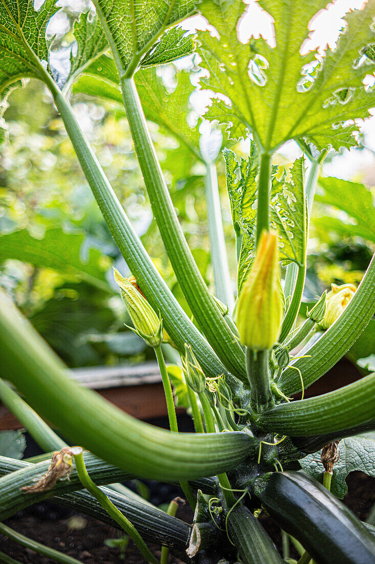 zucchini plant