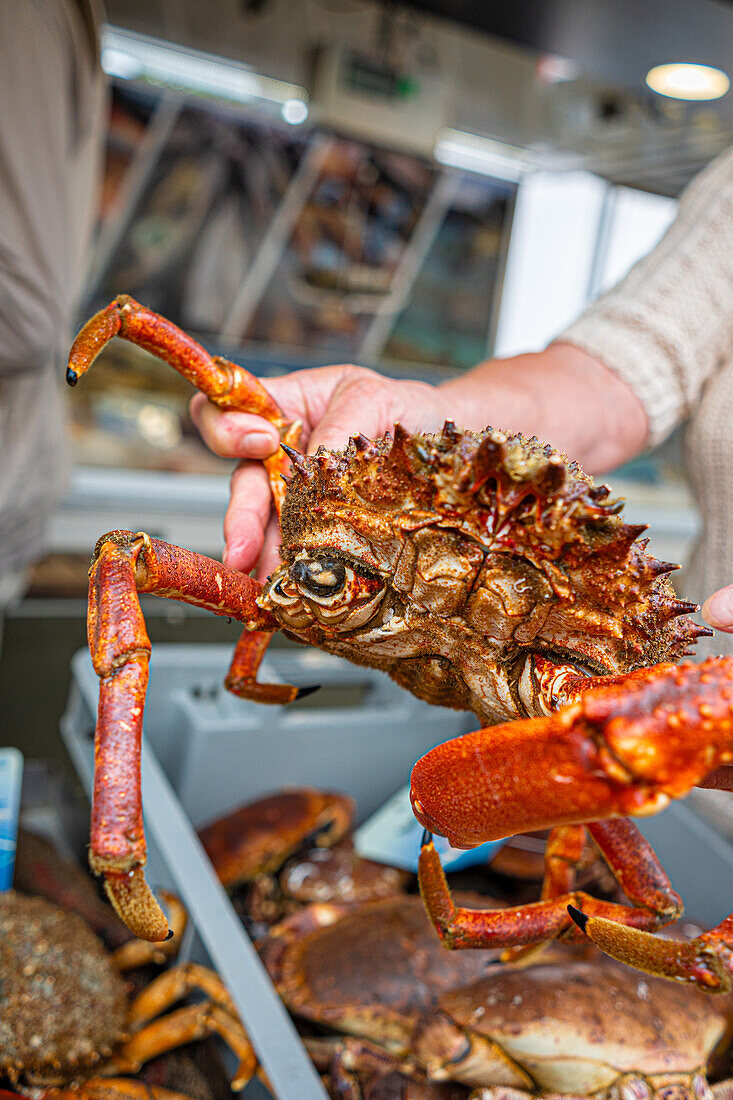 Spider crab at a market in Brittany