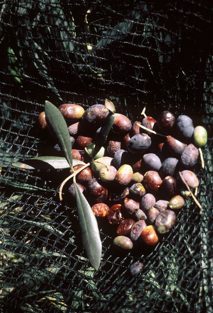 Frisch geerntete Oliven im Auffangnetz
