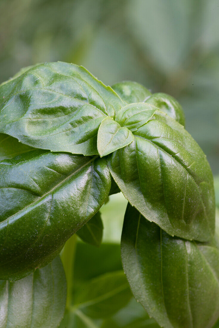 Basilikumpflanze (Close up)