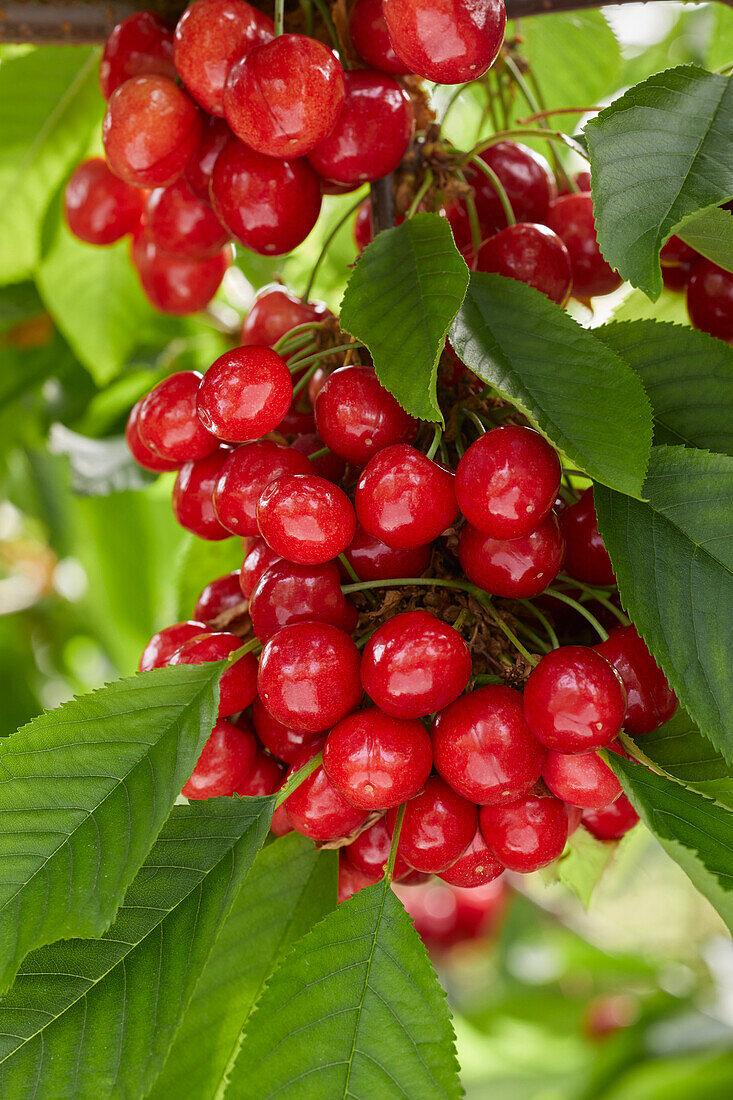 Sweet cherries on a branch