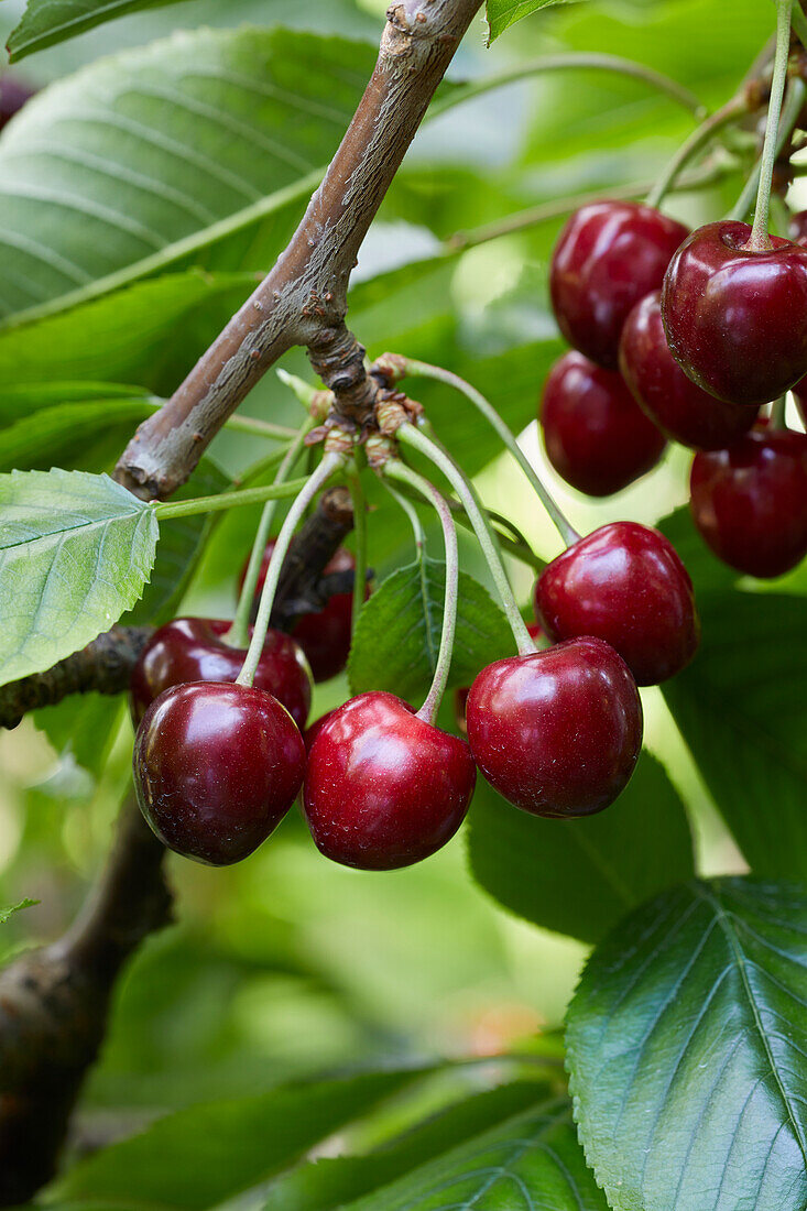 Sweet cherries on a branch