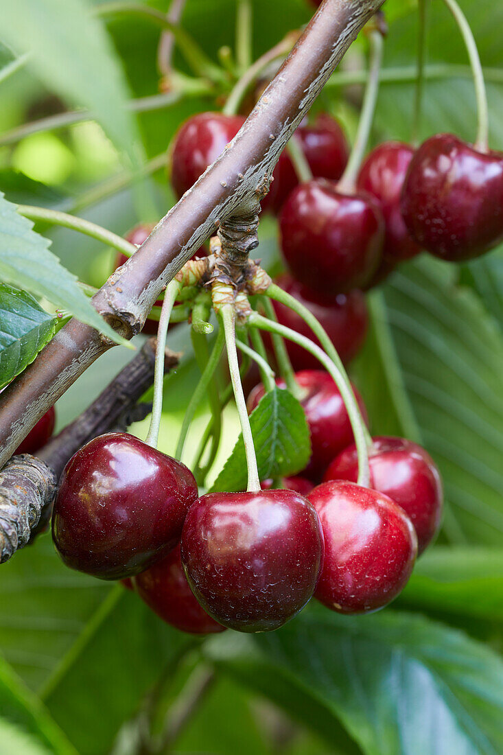 Sweet cherries on a twig