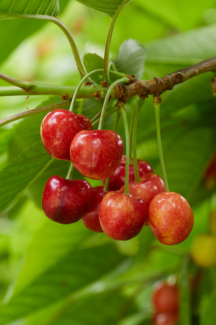 Sweet cherries on a branch