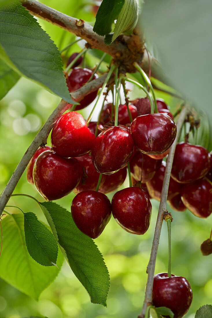 Prunus avium Summit