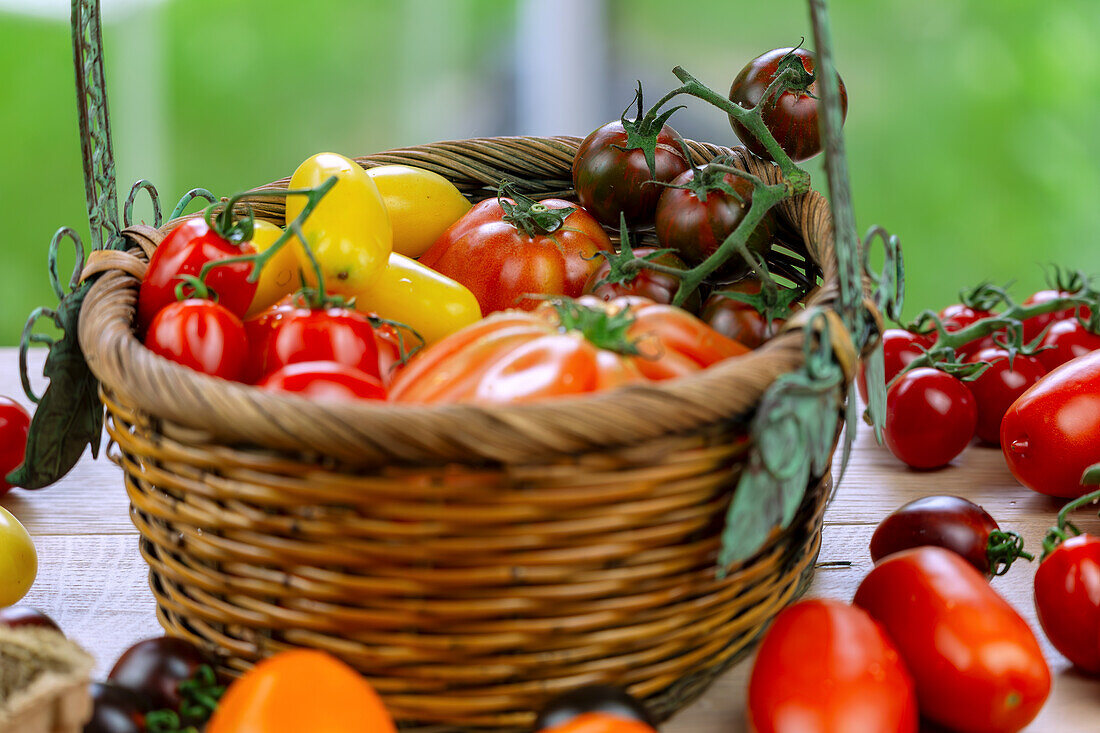 Vielfalt an Tomatensorten
