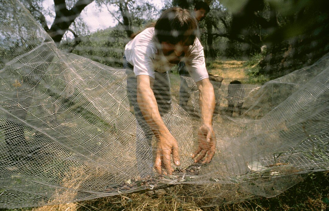 Olivenernte: Mann sammelt Oliven aus den Auffangnetzen