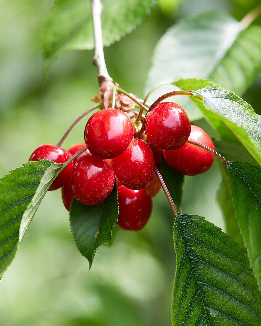 Sweet cherries on the branch