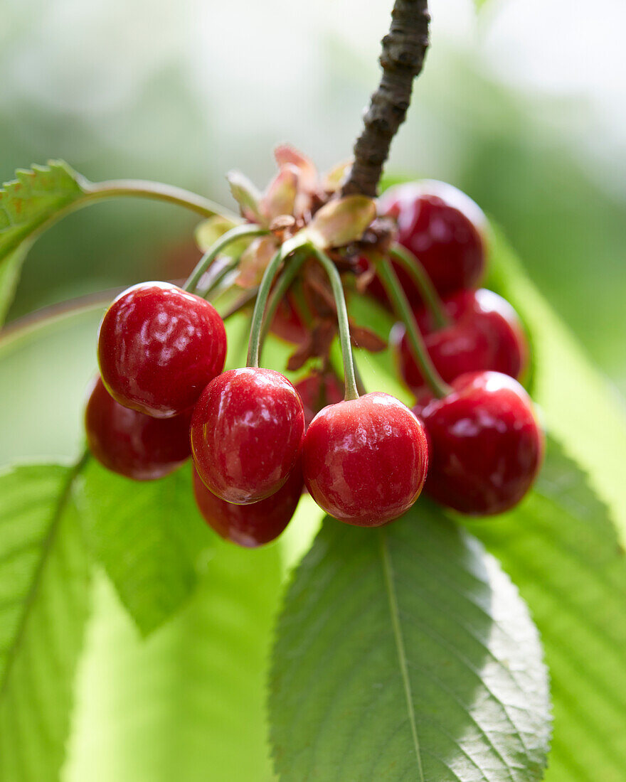 Sweet cherries on the branch