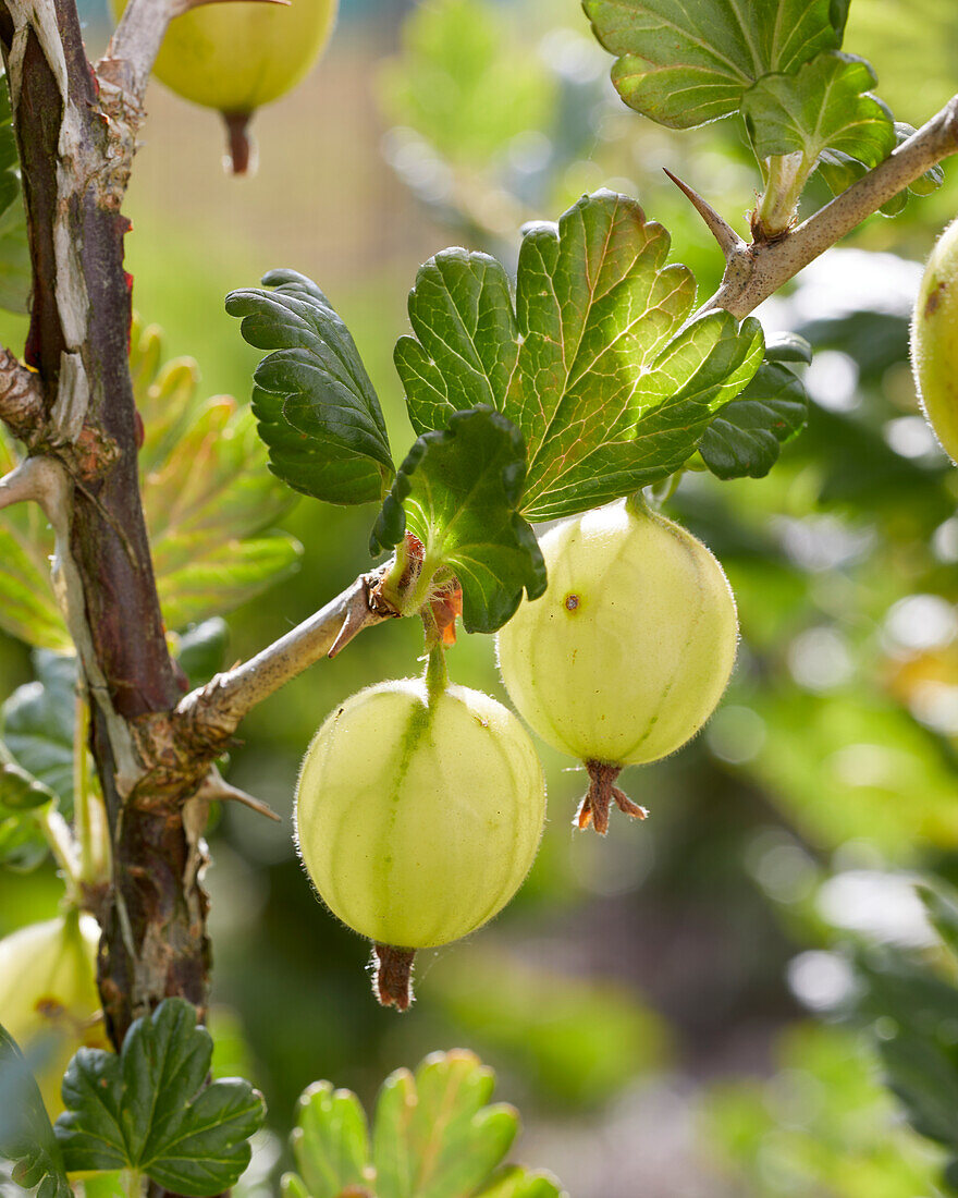 Stachelbeeren am Strauch