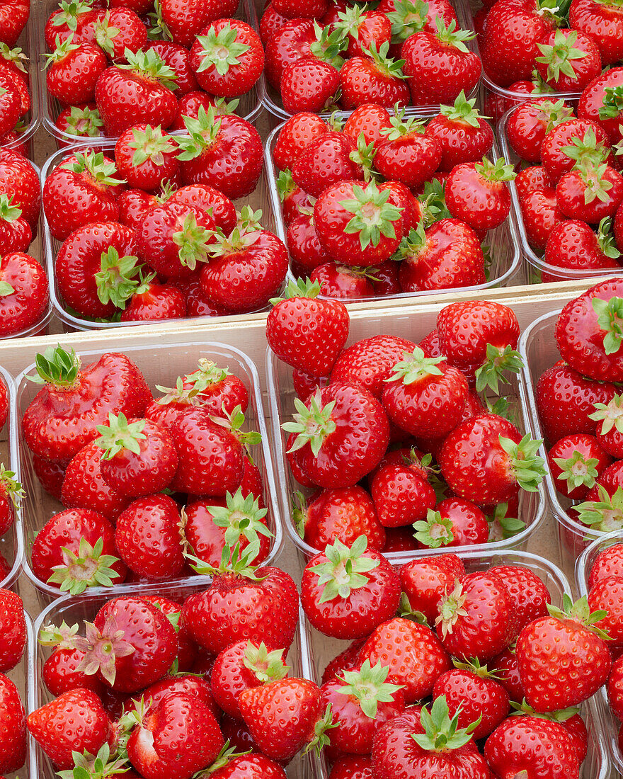 Erdbeeren in Plastikschälchen