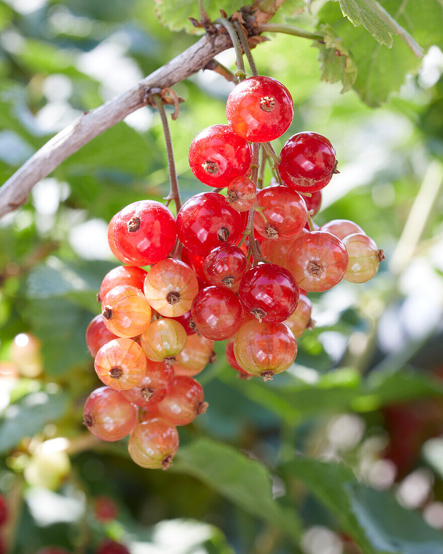 Red currant on the bush