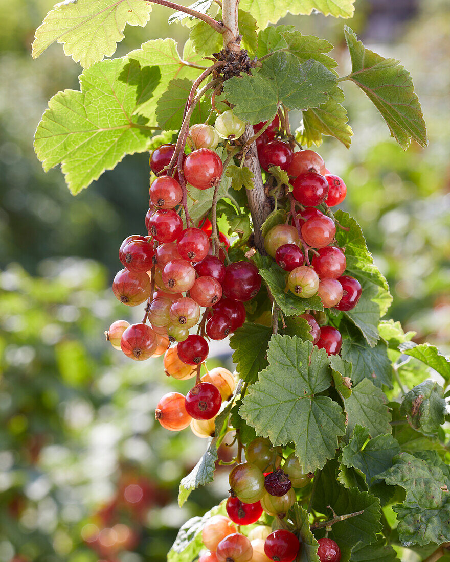 Red currants on a bush