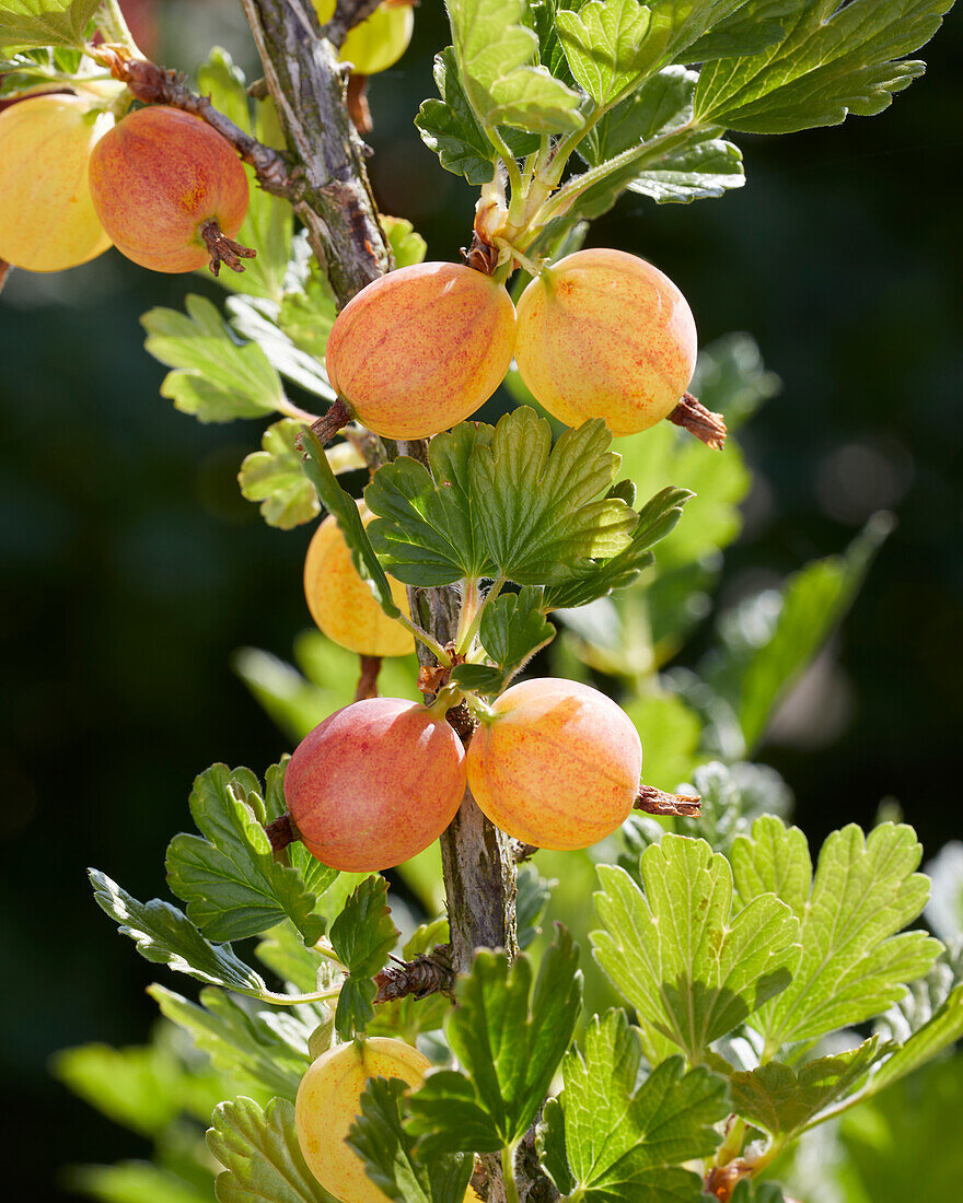 Gooseberries on the bush