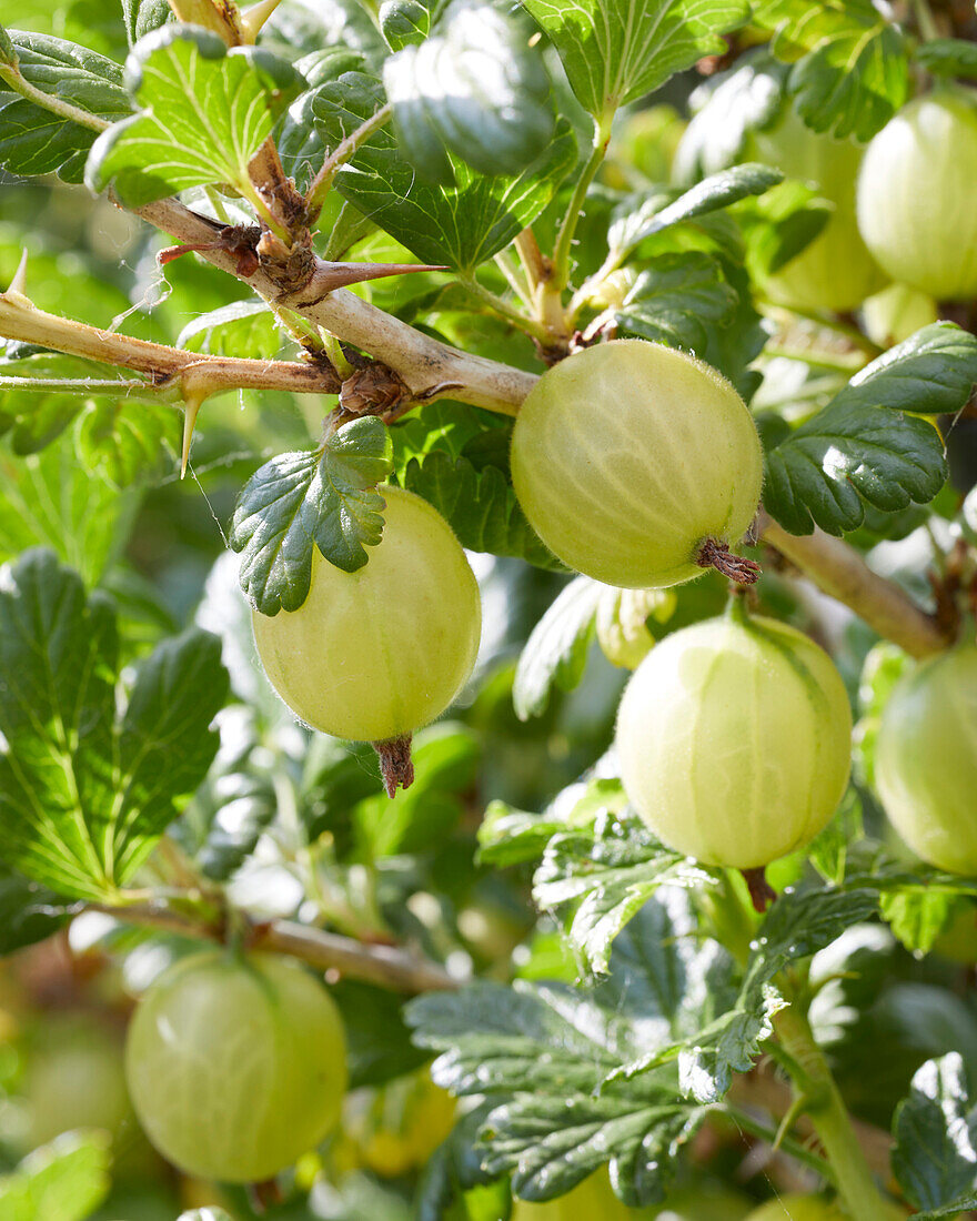 Gooseberries on the bush