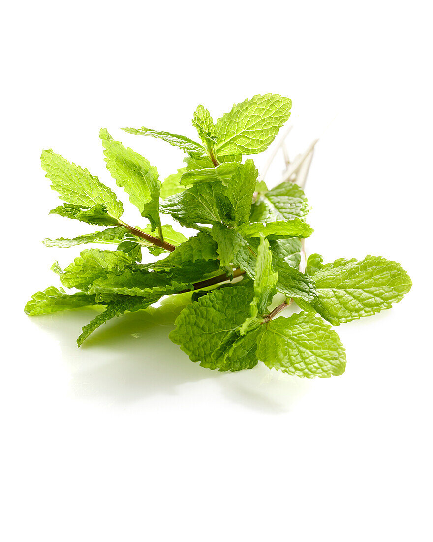 Minze (Mentha)