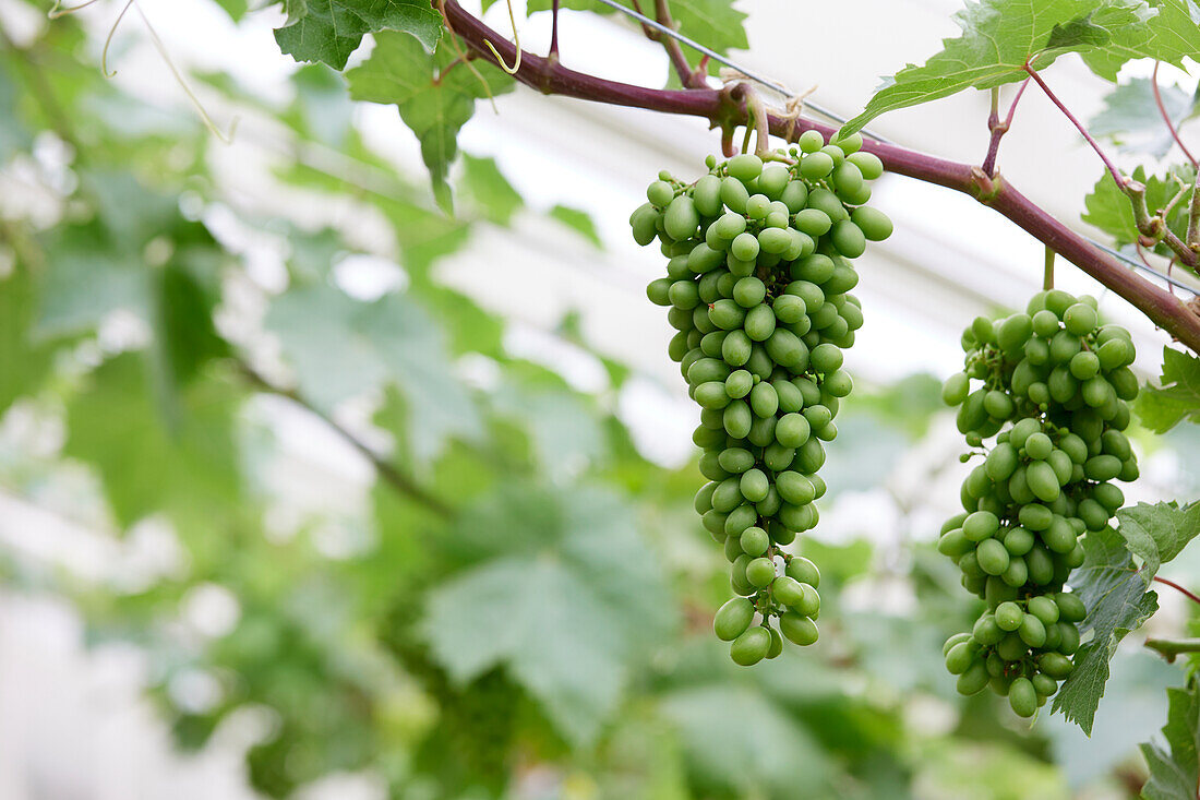 Weintraube (Vitis vinifera) 'Golden Queen'