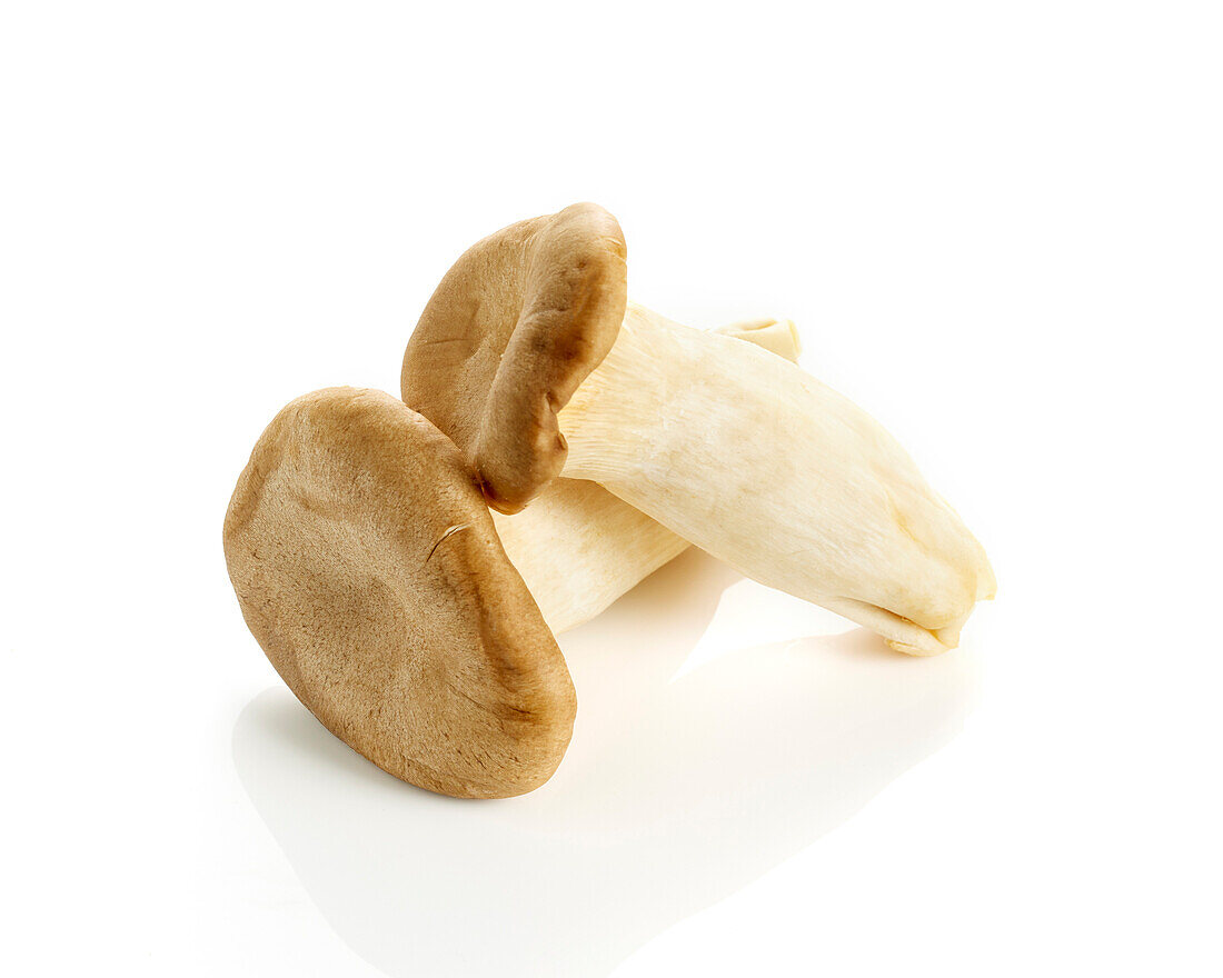 King oyster mushroom, Pleurotus eryngii 