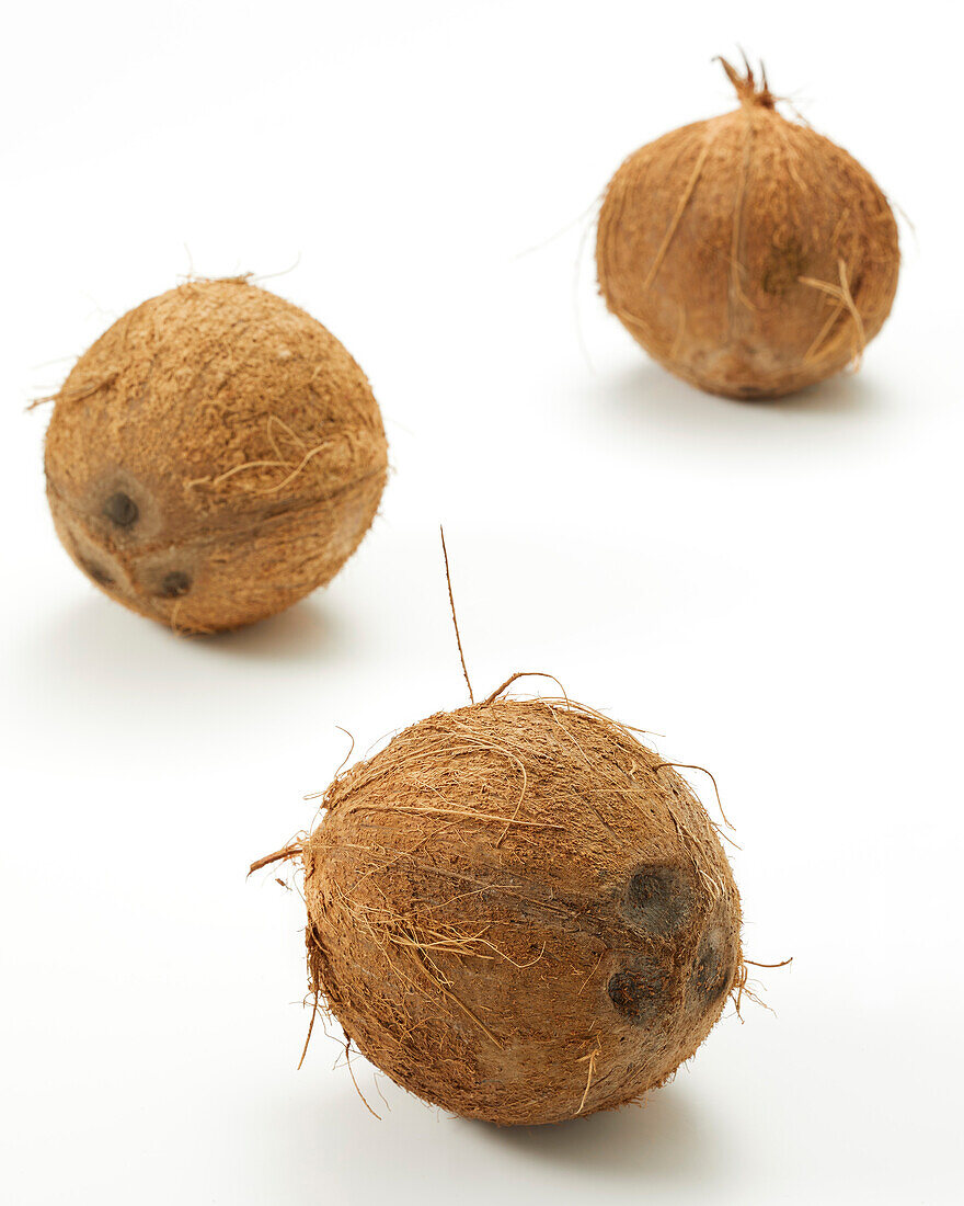 Coconuts, Cocos nucifera