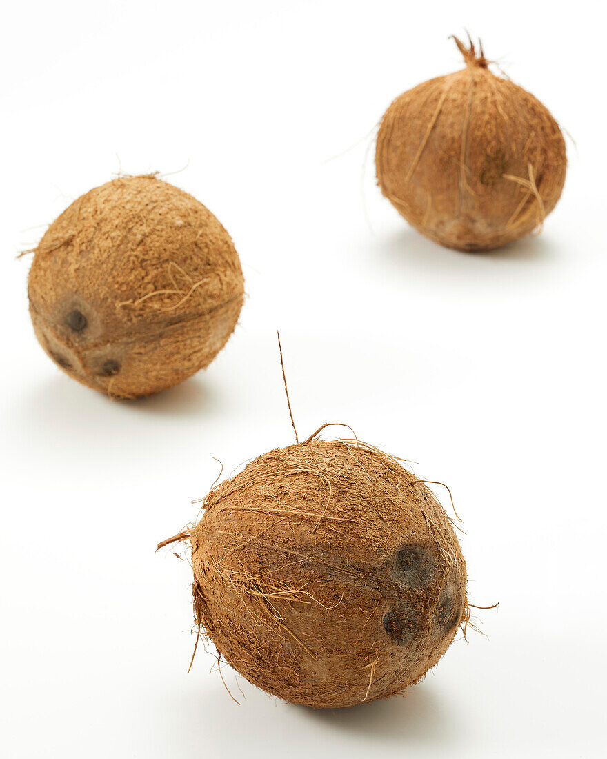 Kokosnüsse (Cocos nucifera)