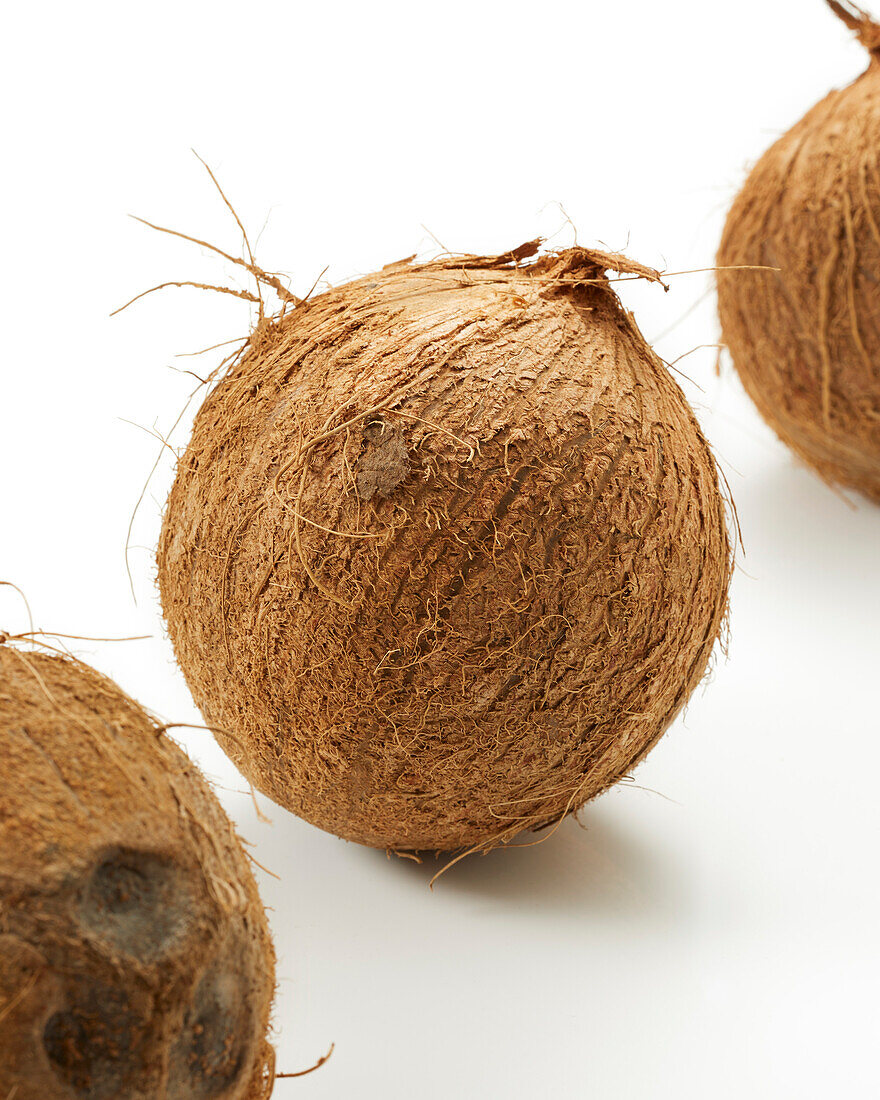 Coconuts, Cocos nucifera