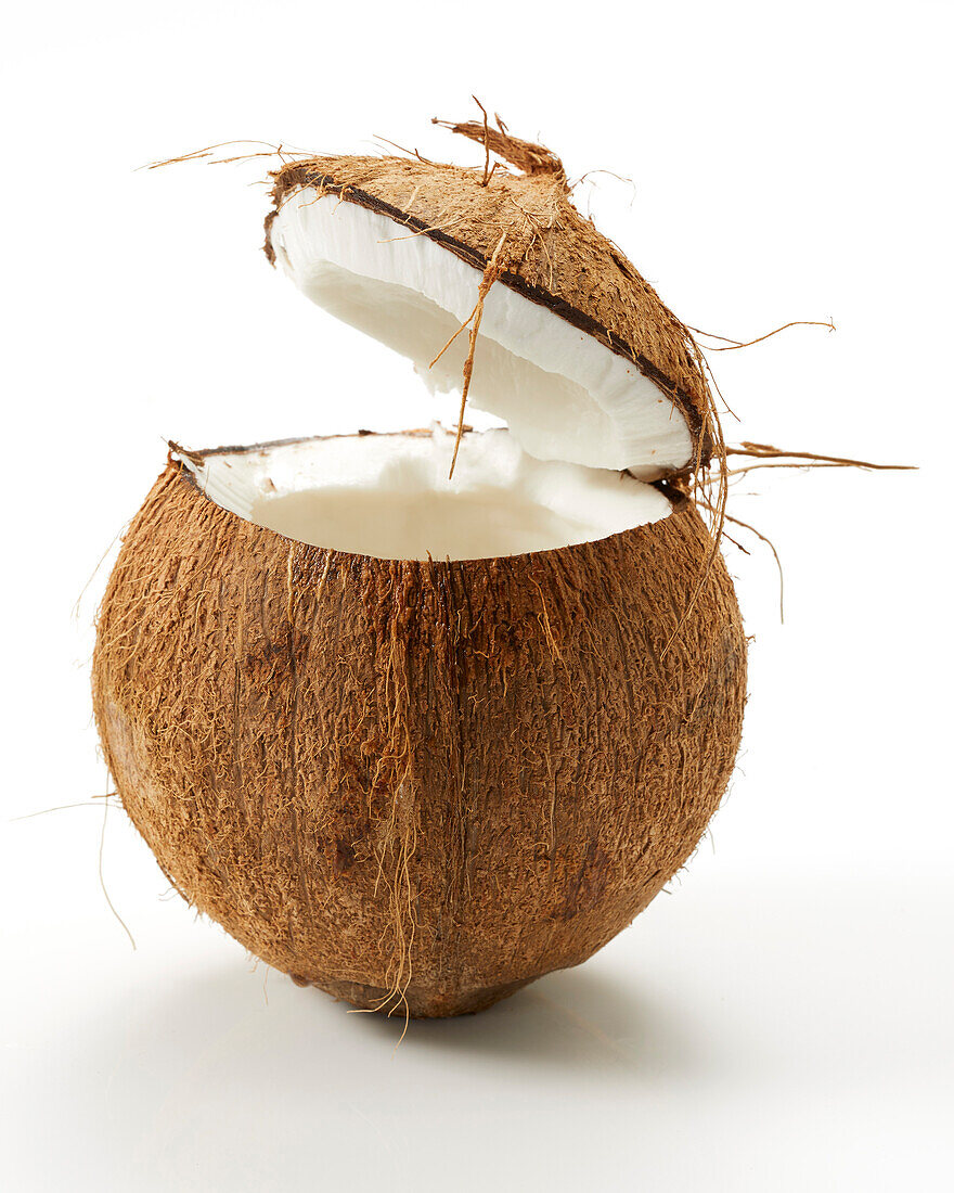 Coconut, Cocos nucifera