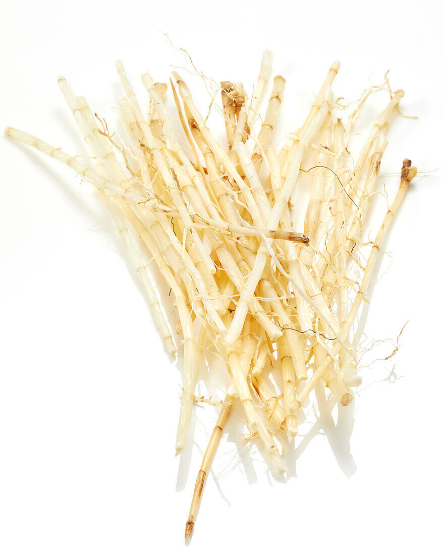 Ginseng roots, Panax ginseng