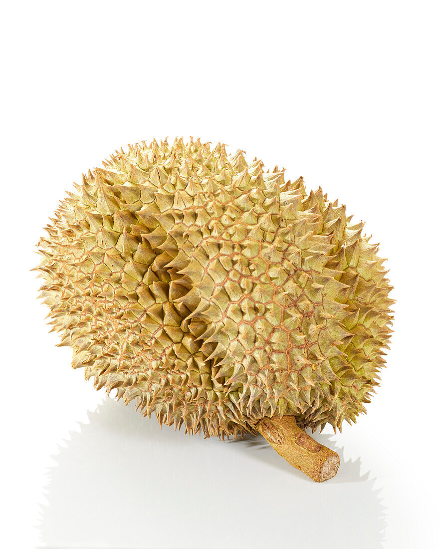 Durian Mon Thong (Durio zibethinus)