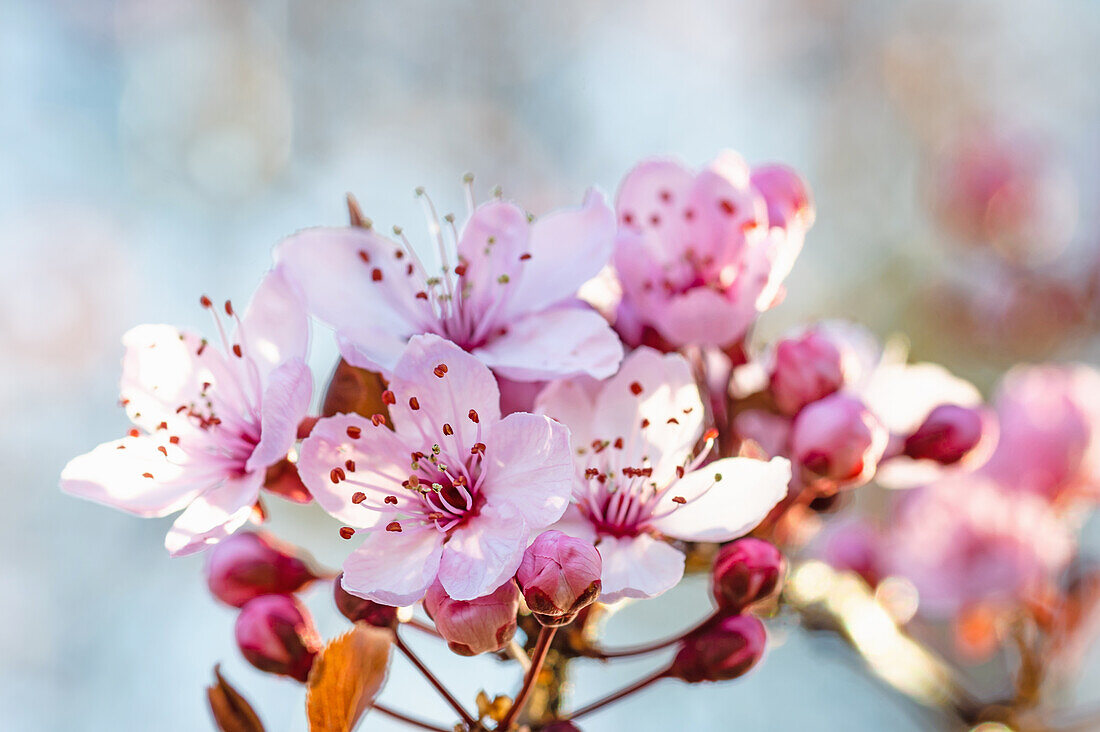 Blüte von der Zierpflaume