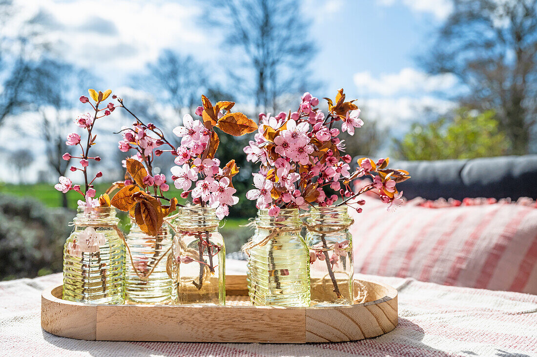 Blüten von der Zierpflaume in kleinen Vasen