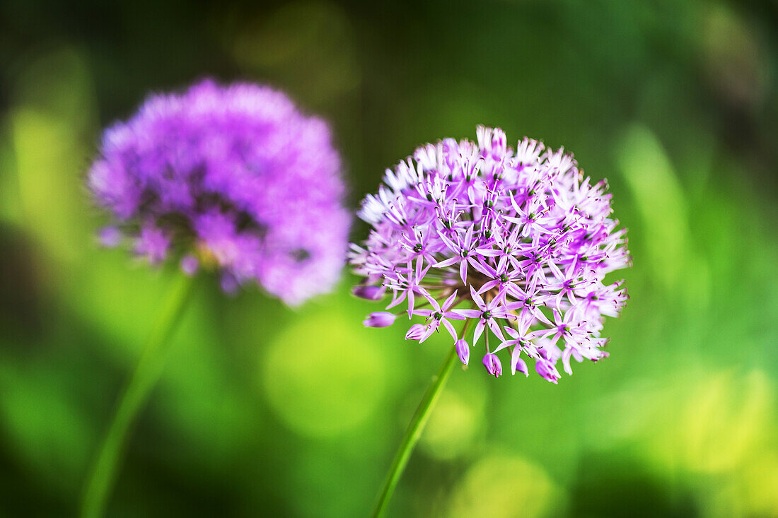 ornamental onion blossom