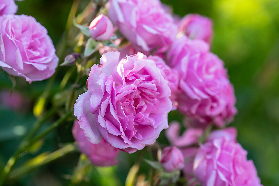 Pink Roses