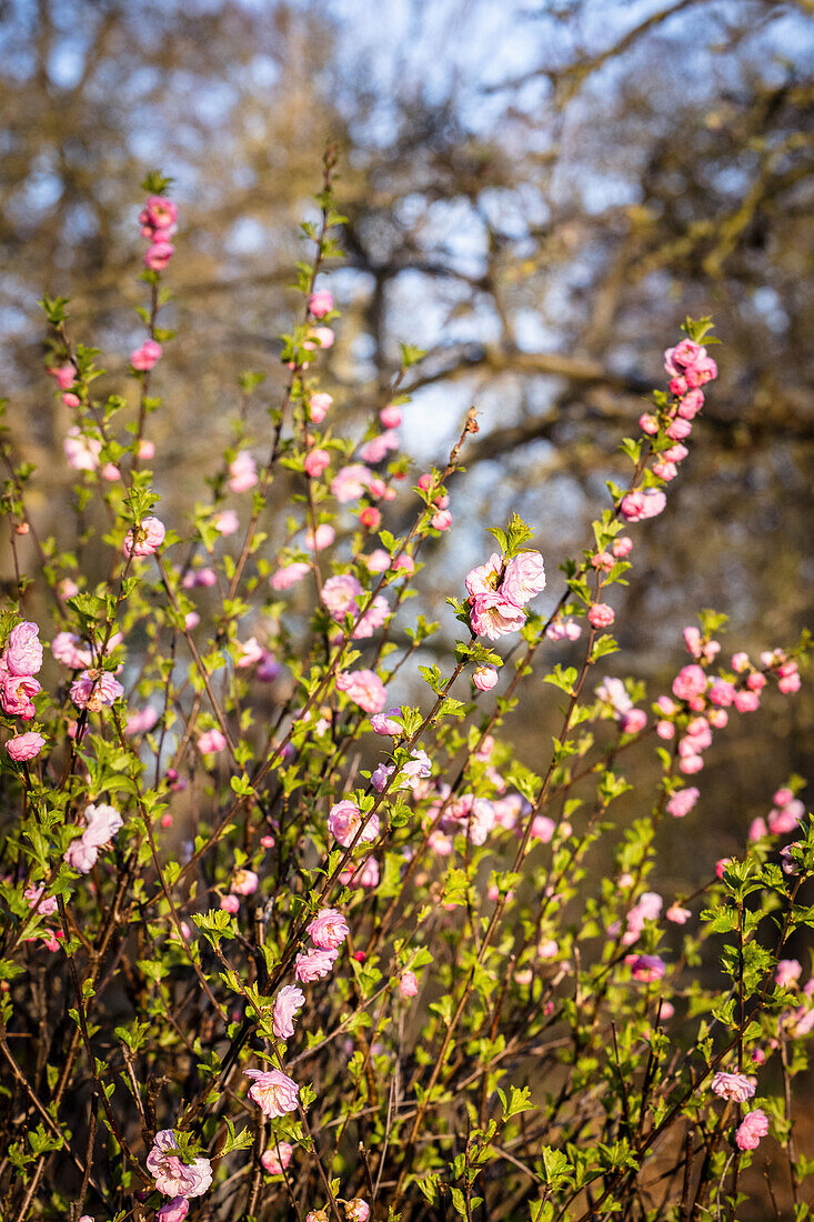 Almond bush (Prunus triloba)