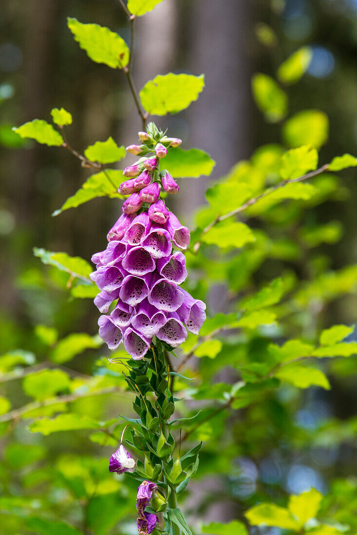 Fingerhut (Digitalis), Portrait