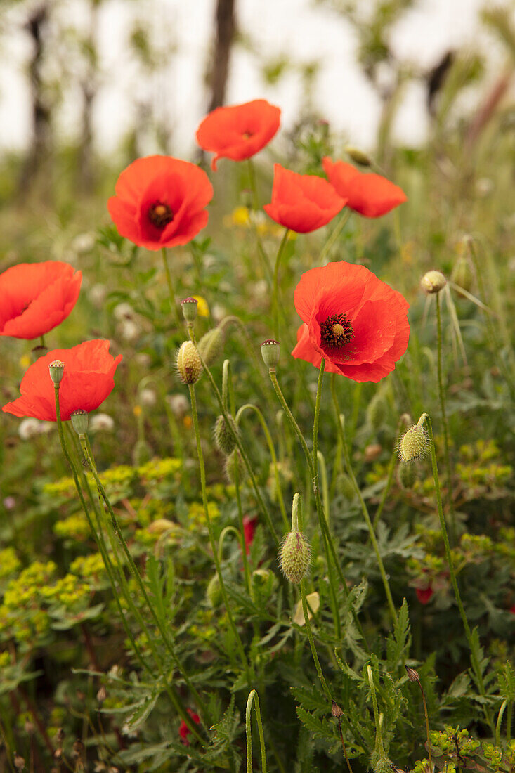 Common poppy (Veneto)