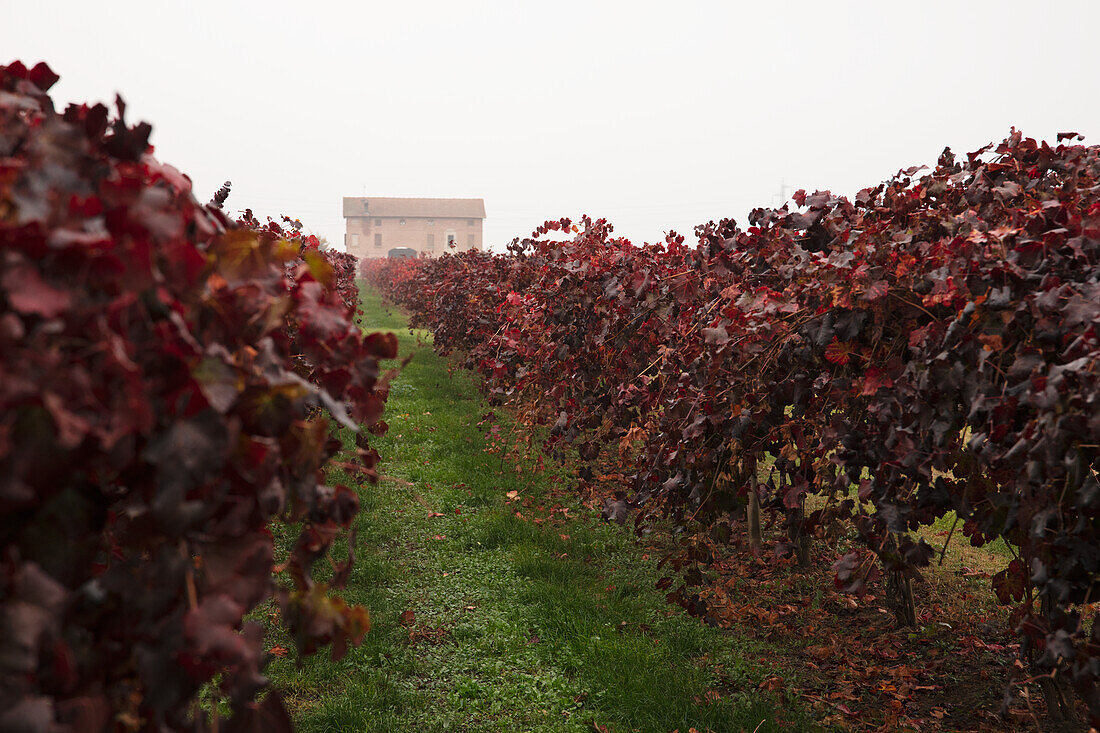 Herbstliche Weinstöcke in der Emilia-Romagna