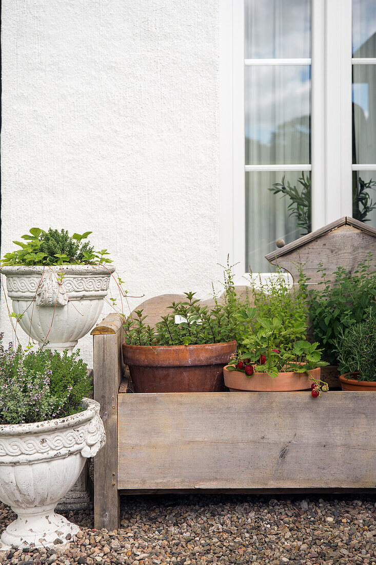 Kübelpflanzen an Außenwand eines Hauses