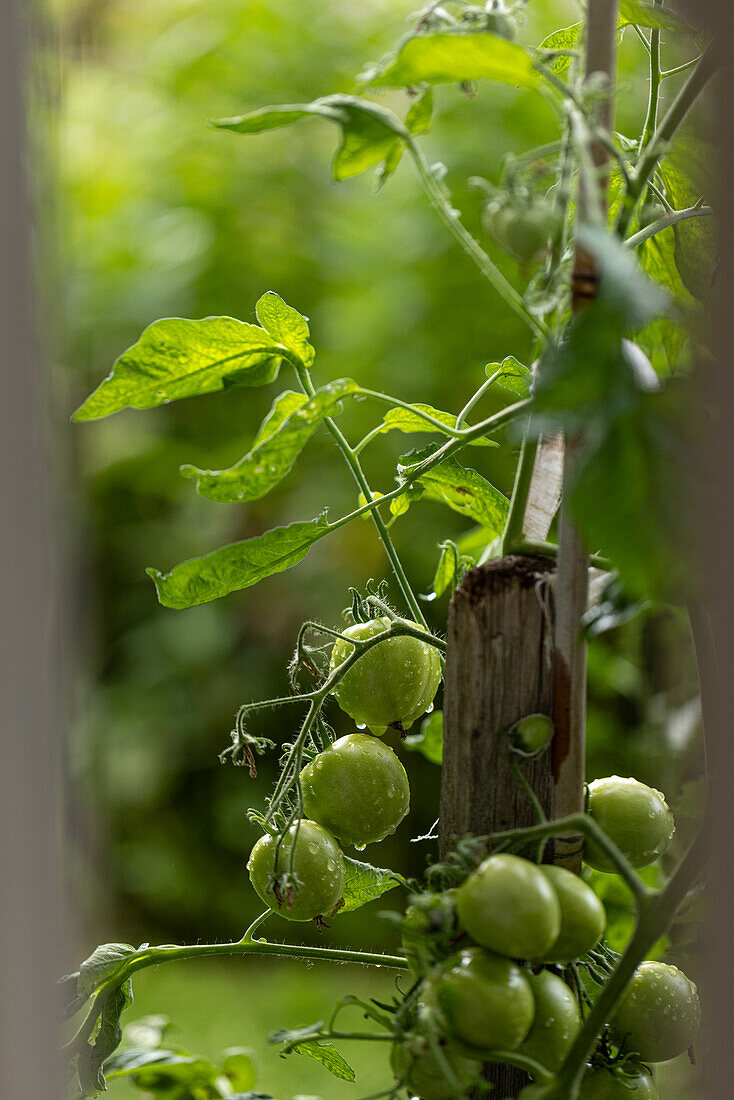 Unripe tomatoes on the plant