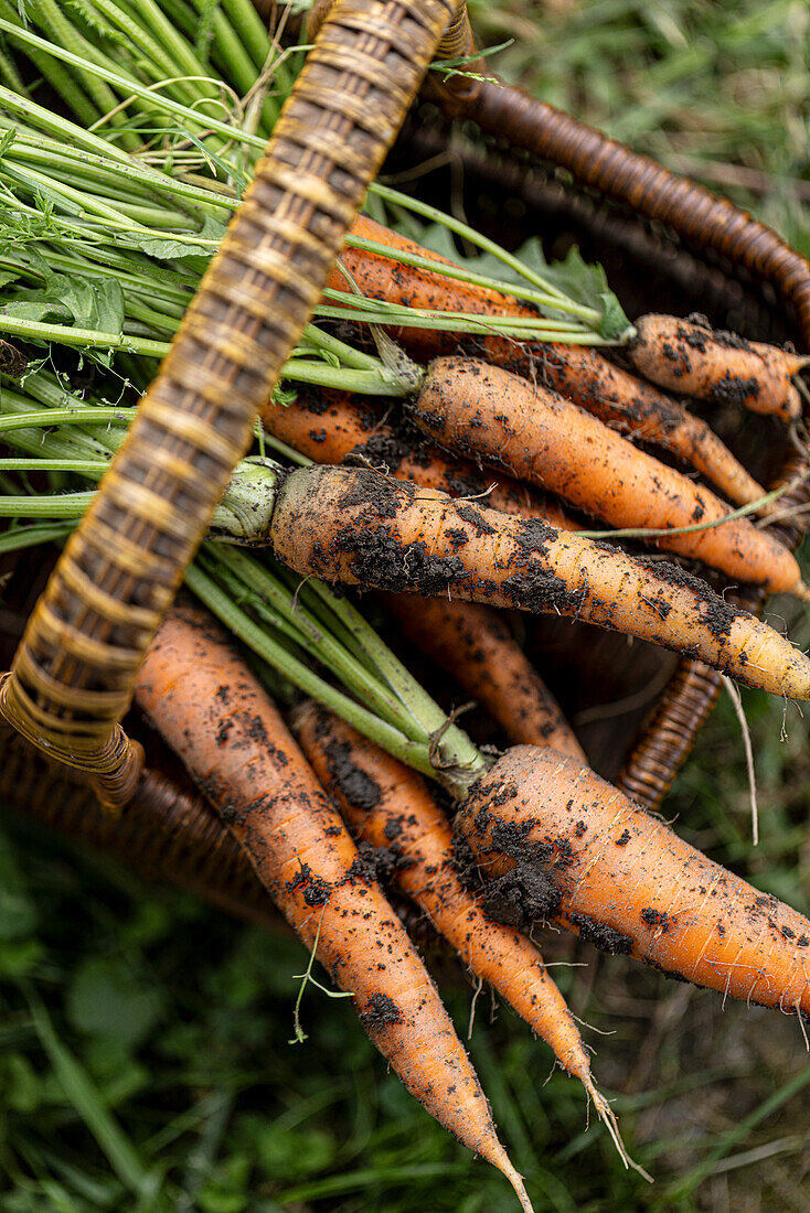 Fresh organic carrots in farmers hands