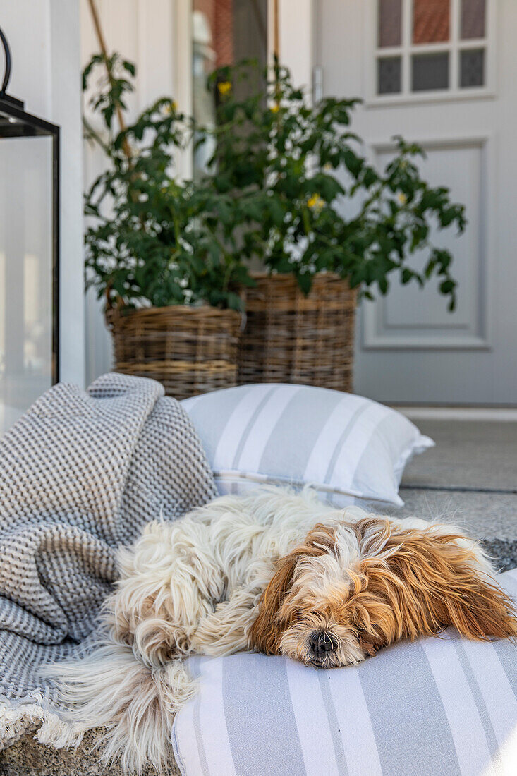 Dog sleeping on a striped cushion, baskets with green plants in the background