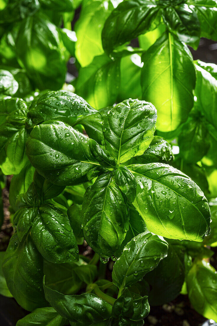 Fresh basil with water drops