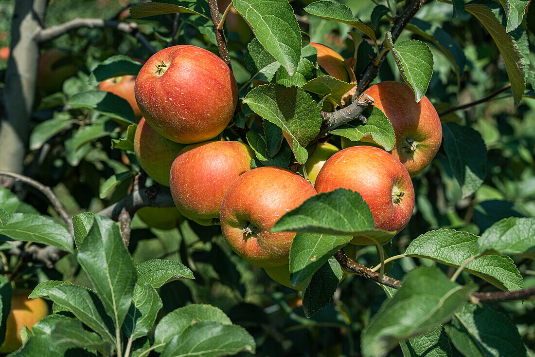 Reife Äpfel am Baum