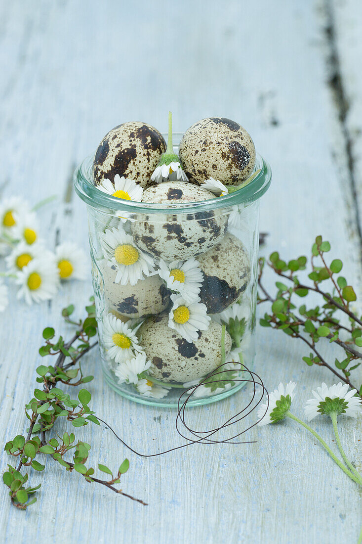 Wachteleier und Gänseblümchen (Bellis Perennis) im Glas auf Holztisch