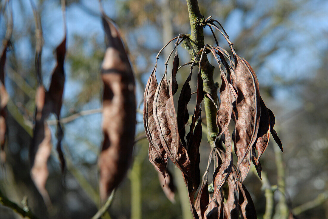 Cercis siliquastrum