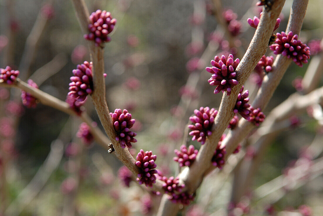 Kanadischer Judasbaum (Cercis canadensis) 'Forest Pansy'