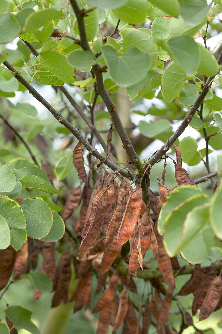 Cercis siliquastrum