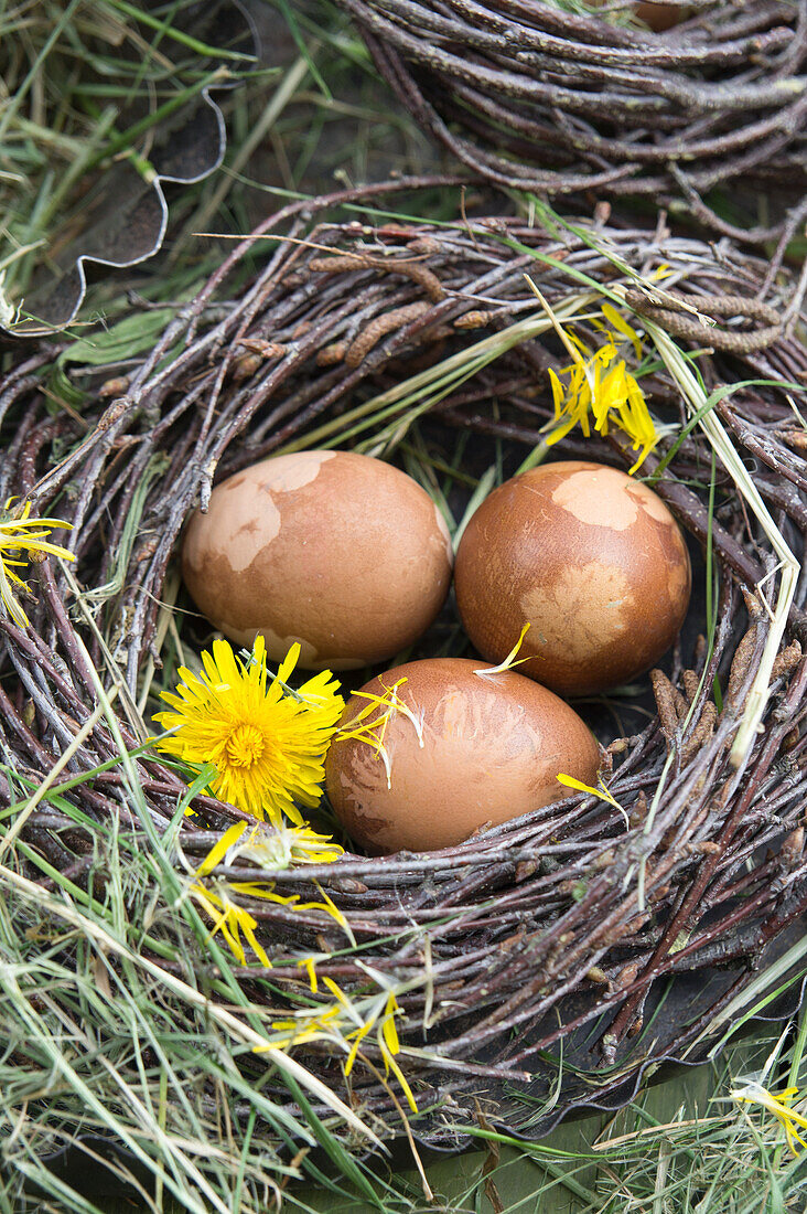 Easter eggs dyed in onion skins with dandelion flowers