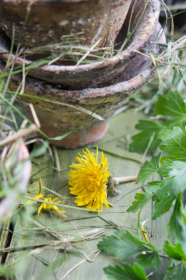 Dandelions in bloom, weathered flower pots and hay