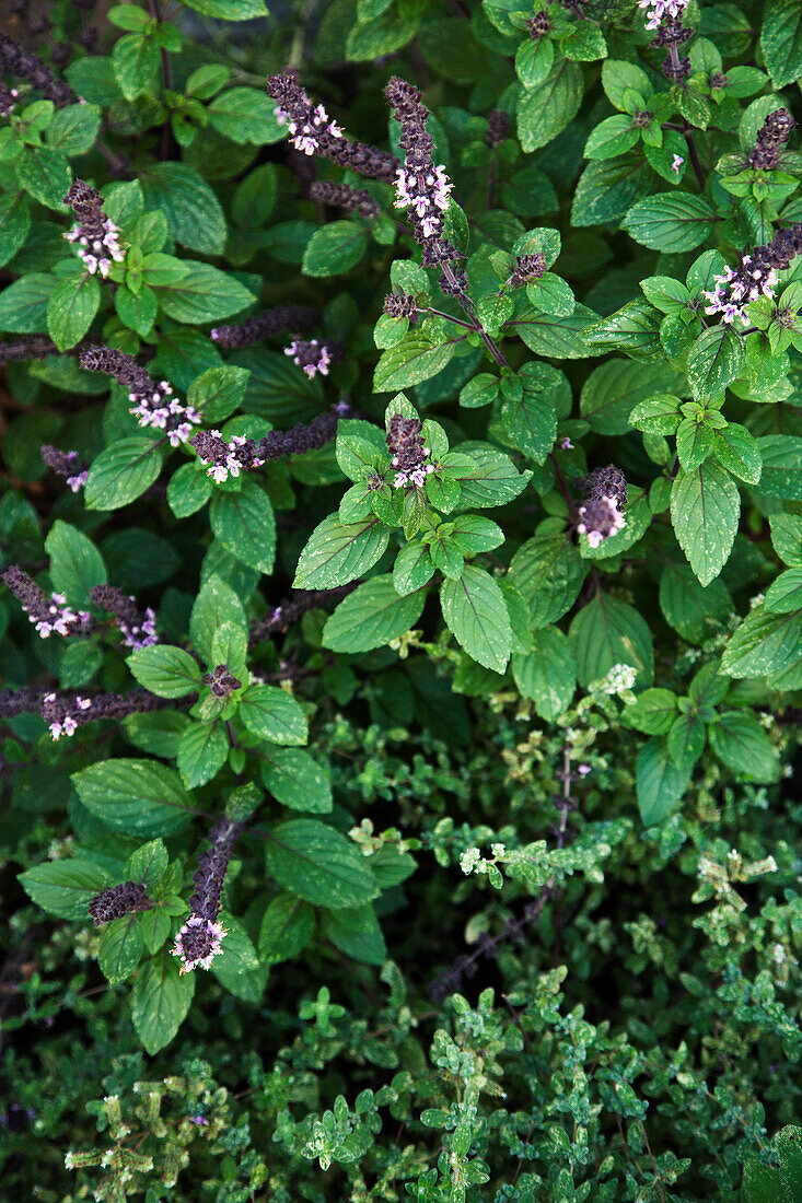 Flowering peppermint