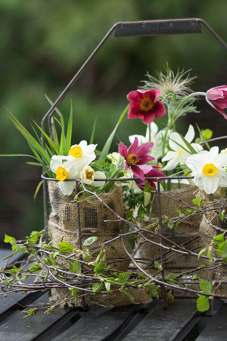 DIY vases made of jars and sacking with spring flowers in a bottle basket, pasque flower (Pulsatilla) and narcissus (Narcissus)